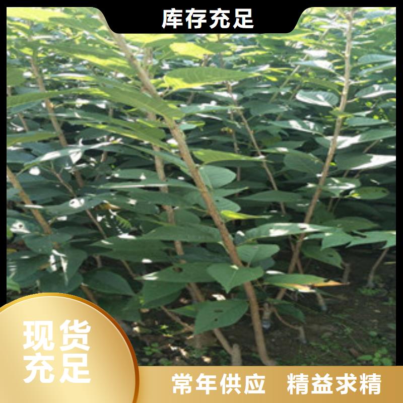 樱花_樱桃苗本地配送
