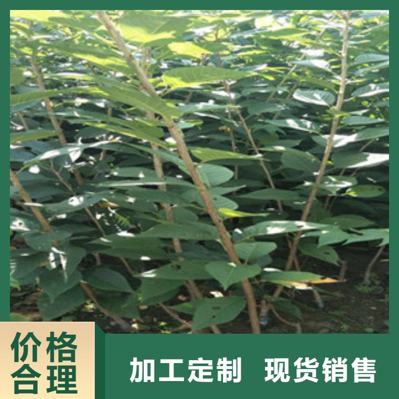 樱桃苗正家【 樱花,蓝莓苗诚信为本】