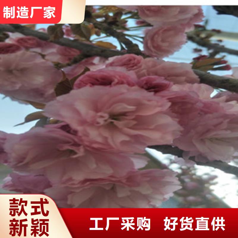 樱桃苗正家【 樱花,蓝莓苗诚信为本】