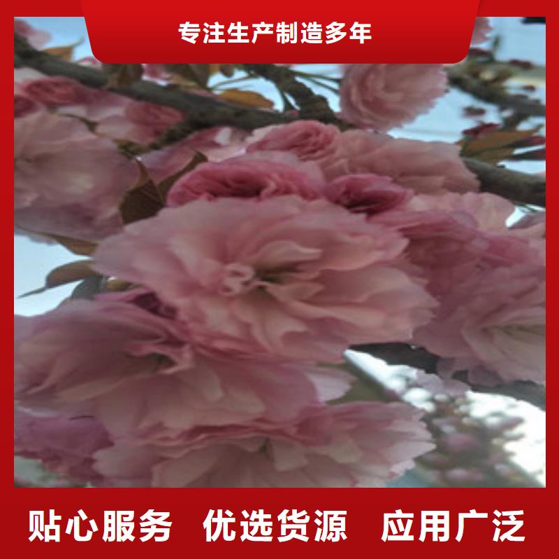 樱花_樱桃苗自主研发
