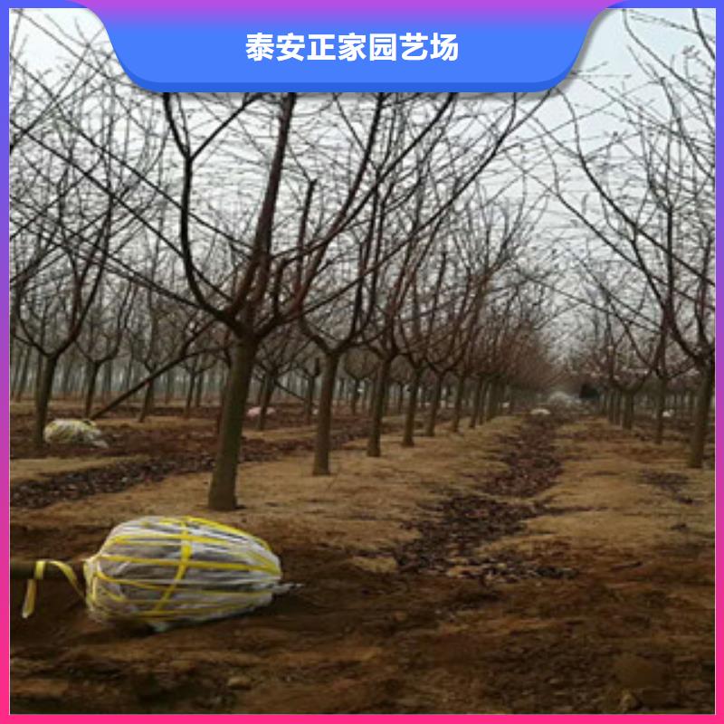 樱桃苗正家【 樱花,蓝莓苗诚信为本】