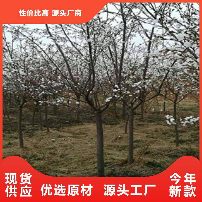 【樱花】国槐多种场景适用