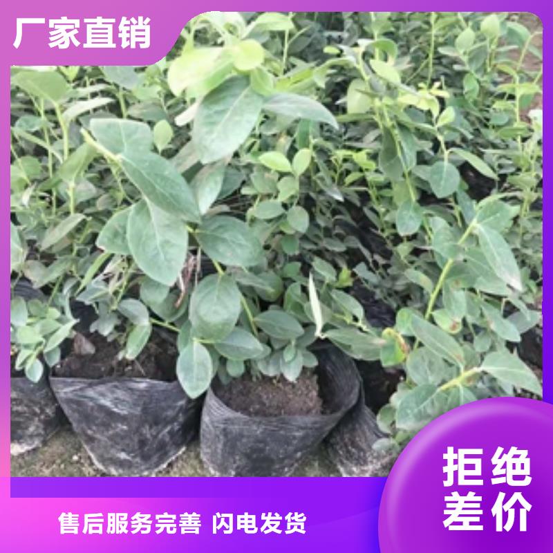 蓝莓苗厂家现货批发
