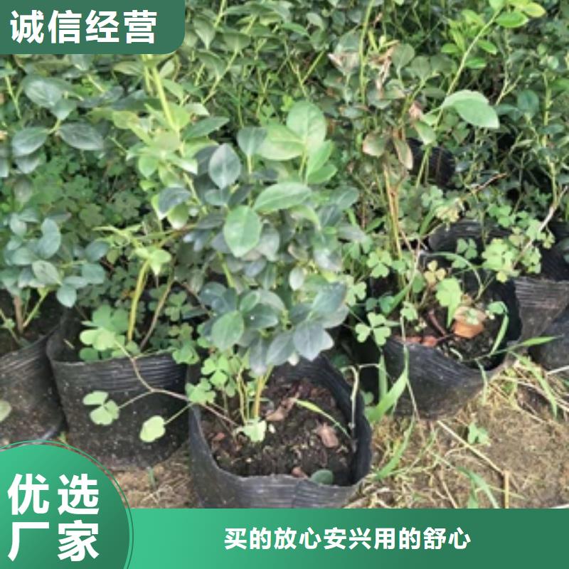 蓝莓苗_占地果树定制零售批发