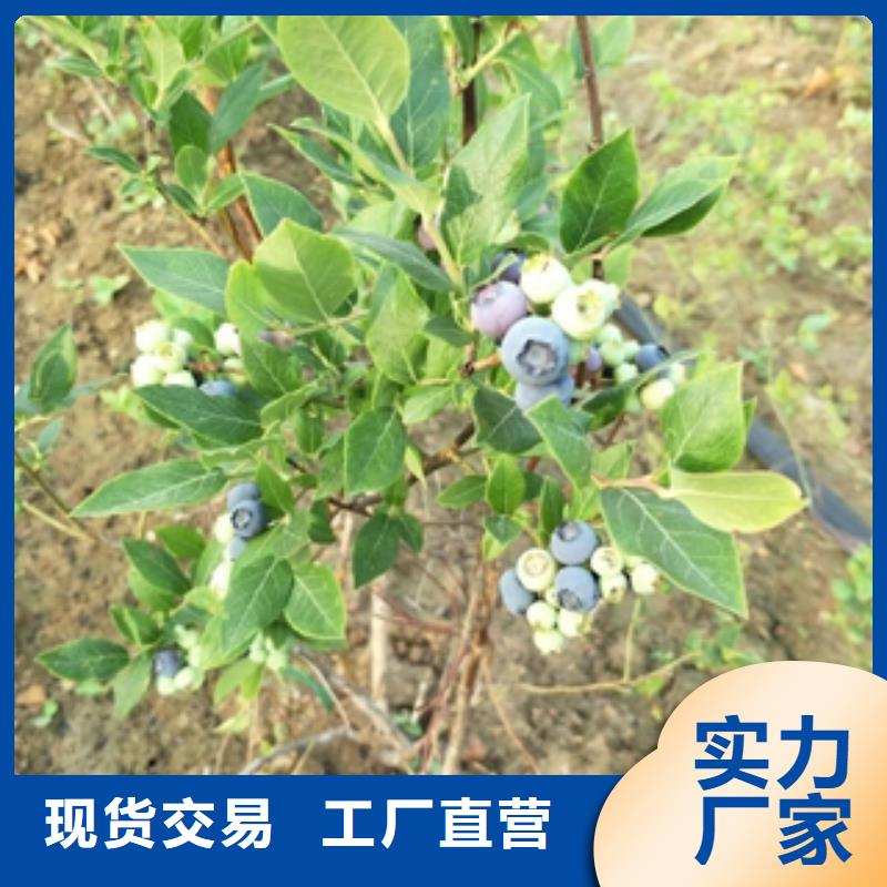 蓝莓苗钙果苗品质商家