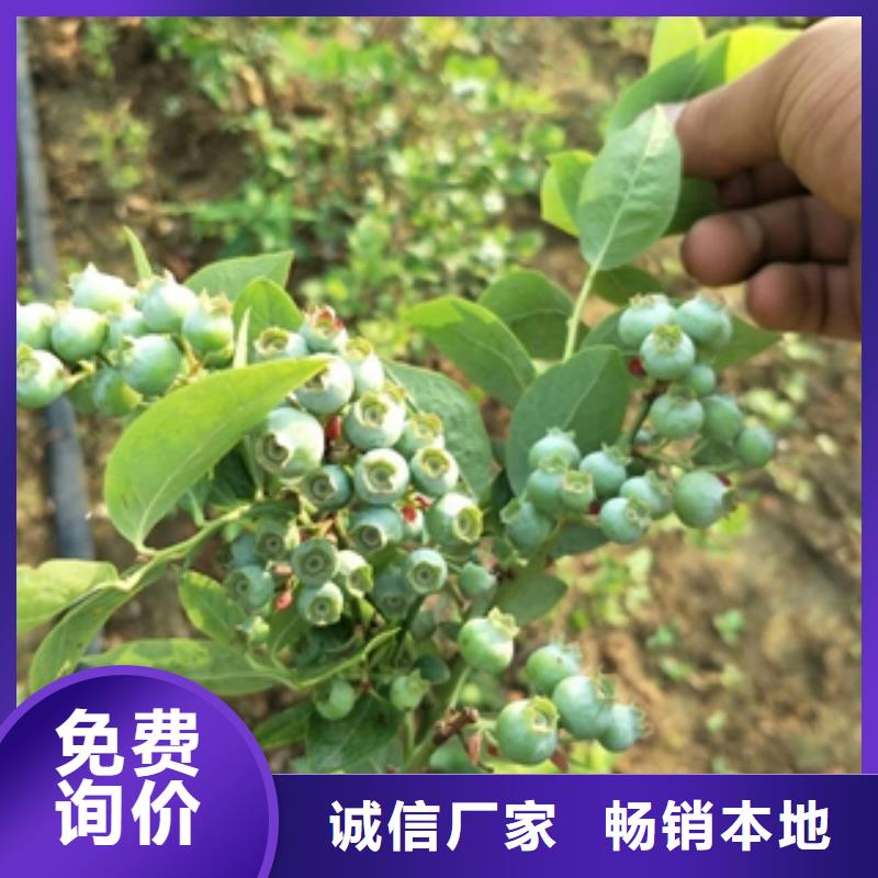 蓝莓苗樱桃苗使用方法