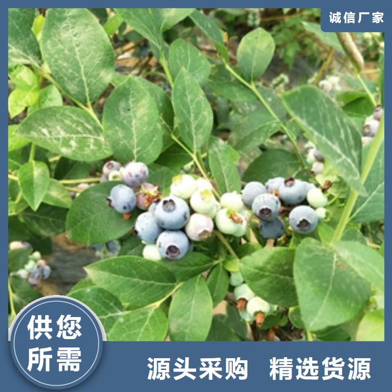 蓝莓苗厂家现货批发