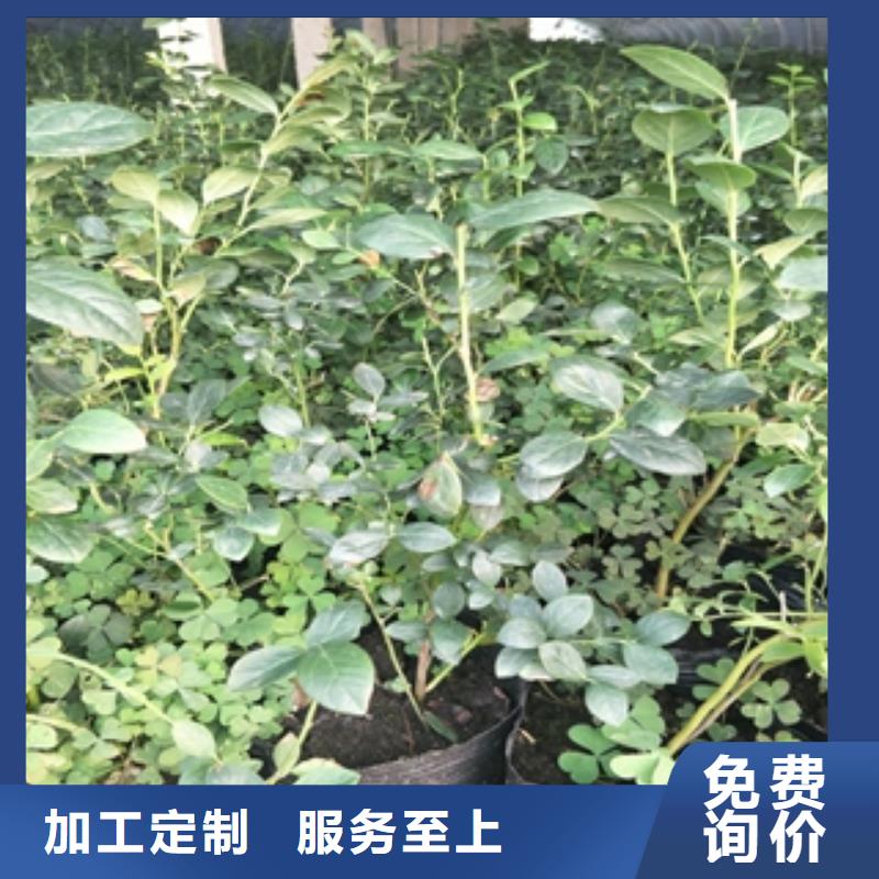 蓝莓苗钙果苗口碑好实力强