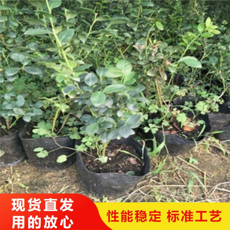 蓝莓苗核桃苗樱花苗长果桑树苗物美价优
