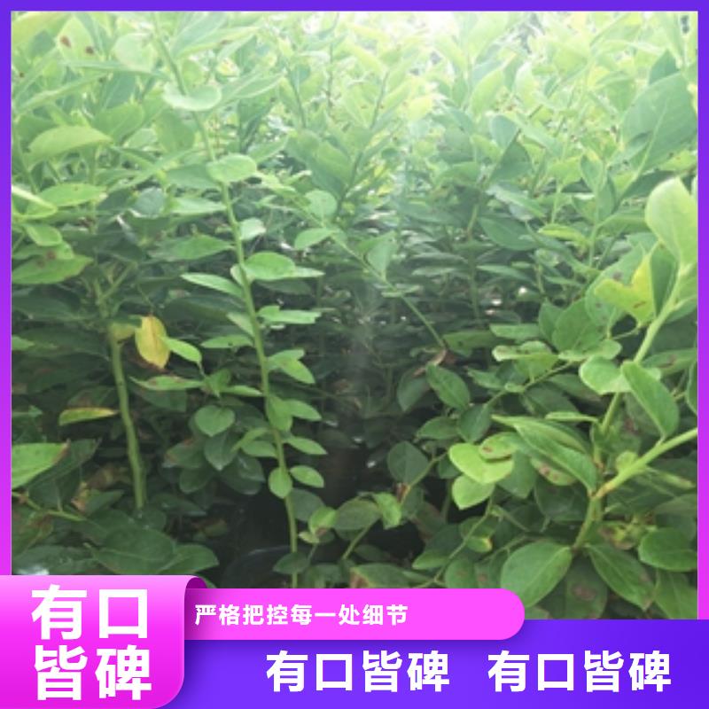 蓝莓苗樱桃苗使用方法