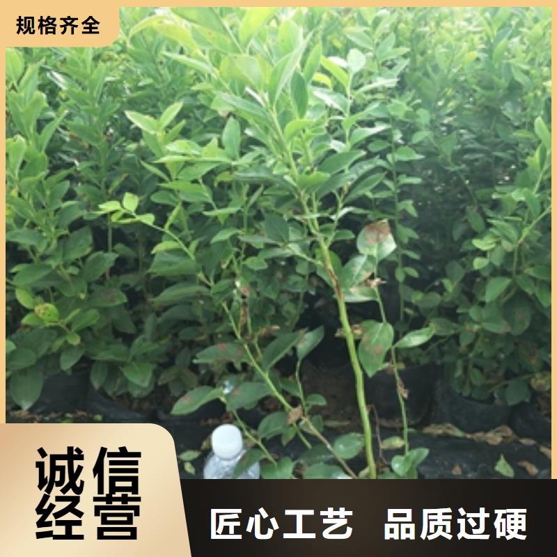 蓝莓苗核桃苗樱花苗长果桑树苗物美价优