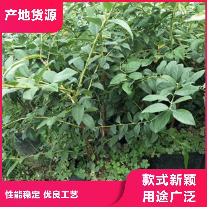 蓝莓苗钙果苗一站式采购商