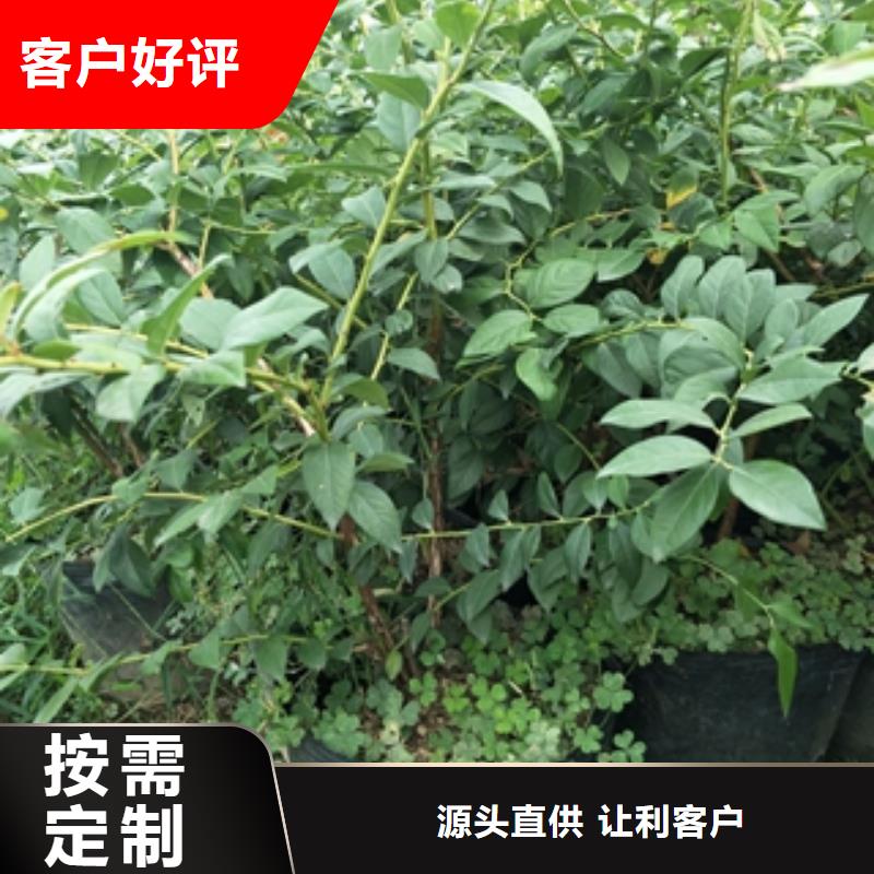 蓝莓苗碧桃一站式厂家