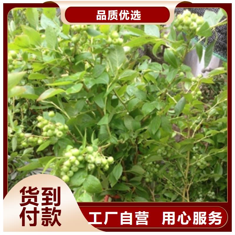 蓝莓苗厂家现货批发