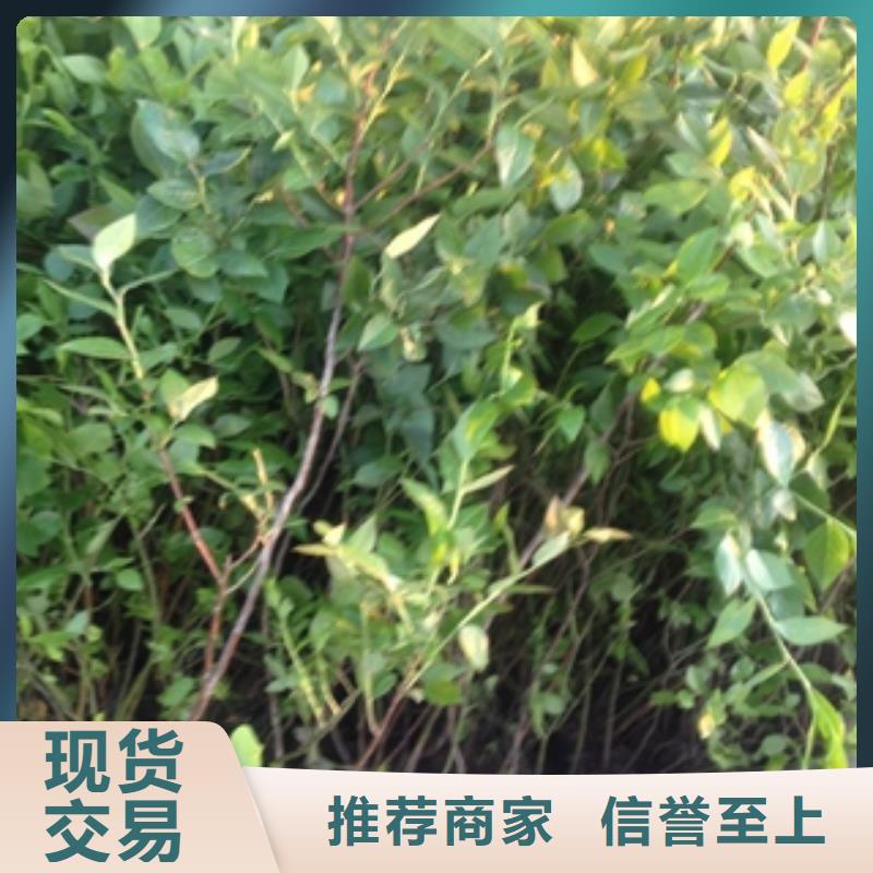 蓝莓苗核桃苗樱花苗长果桑树苗物美价优