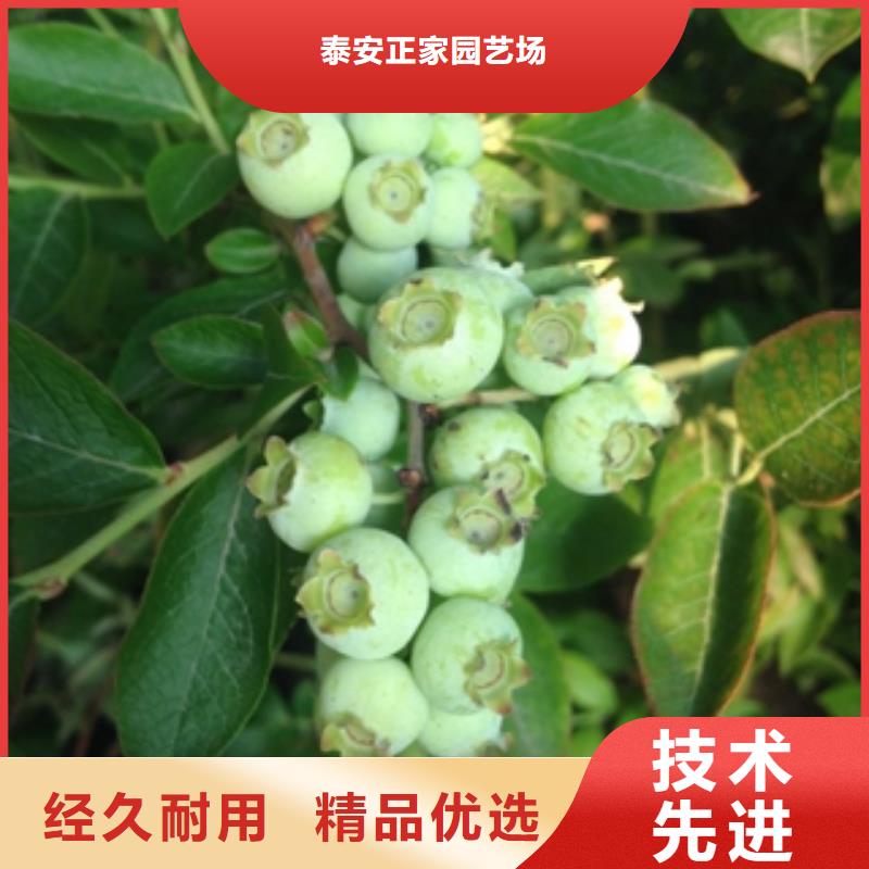 蓝莓苗核桃苗樱花苗长果桑树苗物美价优