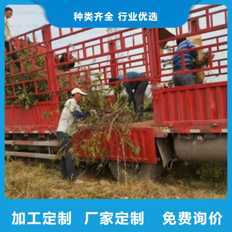 桃树-占地果树优良工艺