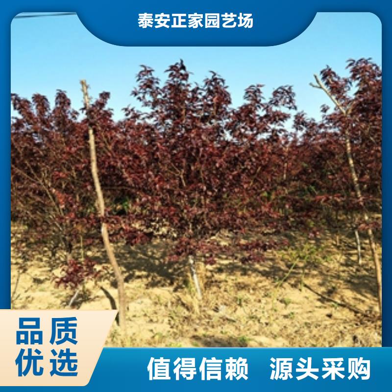 桃树-占地果树优良工艺