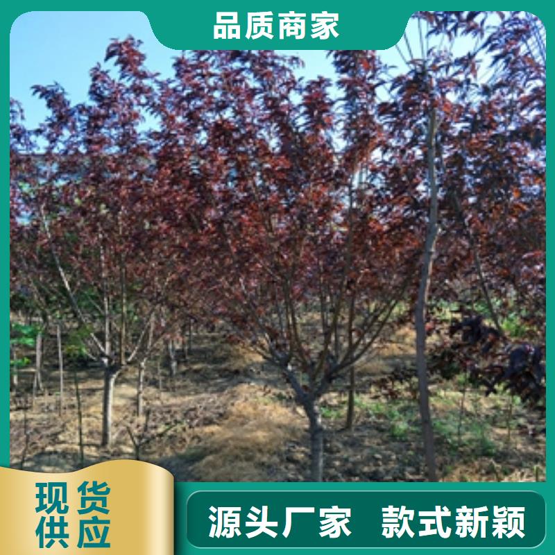 桃树蓝莓苗量大更优惠
