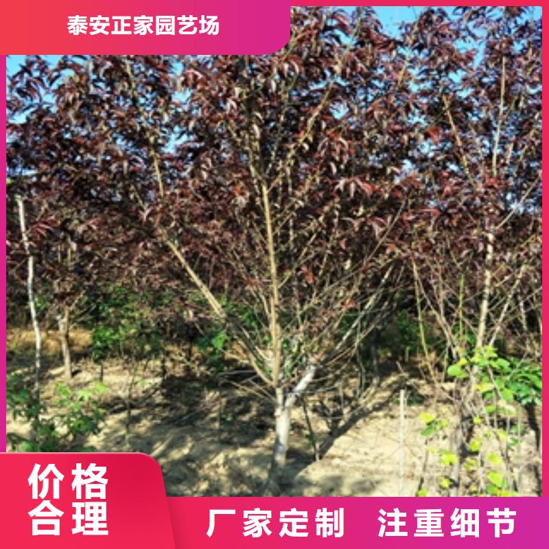桃树,蓝莓苗选择我们选择放心