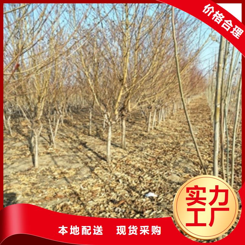 桃树泰山景松造型景松制造生产销售