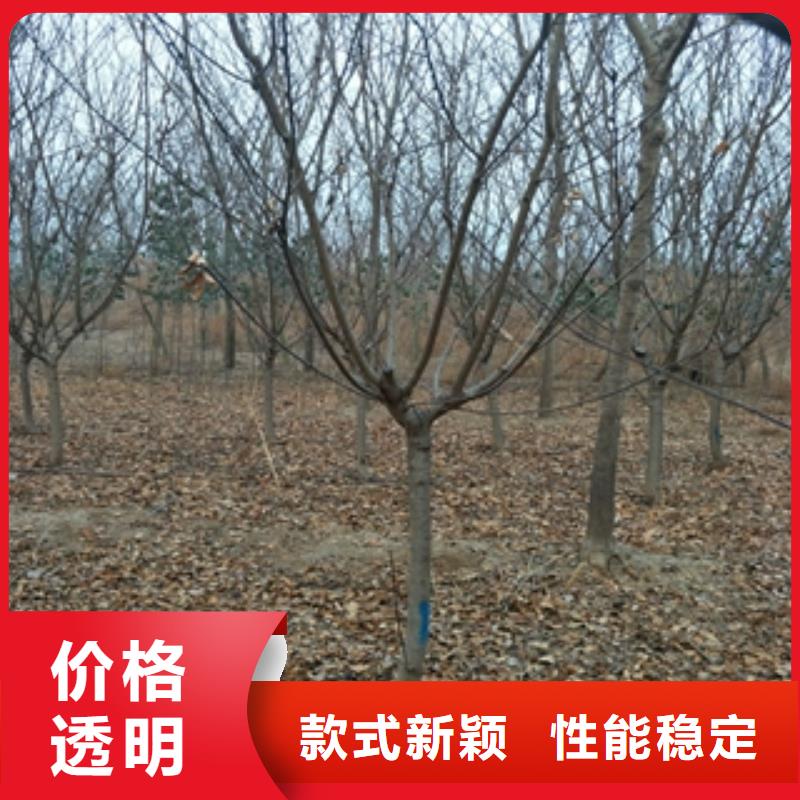 桃树泰山景松造型景松质检严格