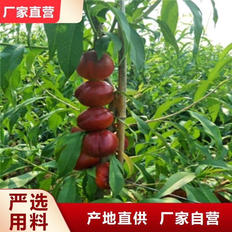 桃树,蓝莓苗选择我们选择放心