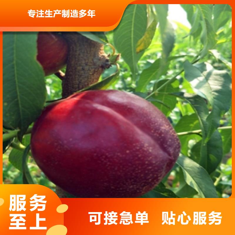 桃树,蓝莓苗选择我们选择放心