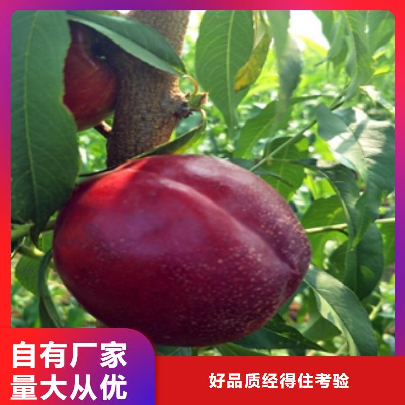 桃树泰山景松造型景松质检严格