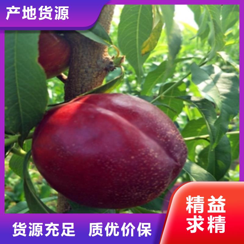 桃树钙果苗厂家采购
