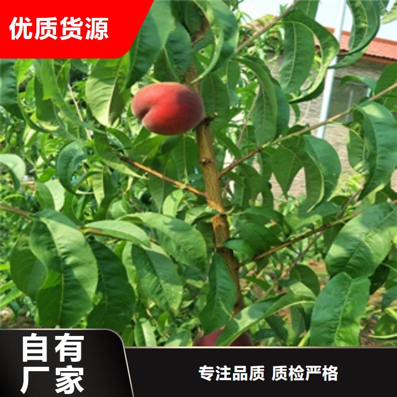 桃树,占地果树不断创新