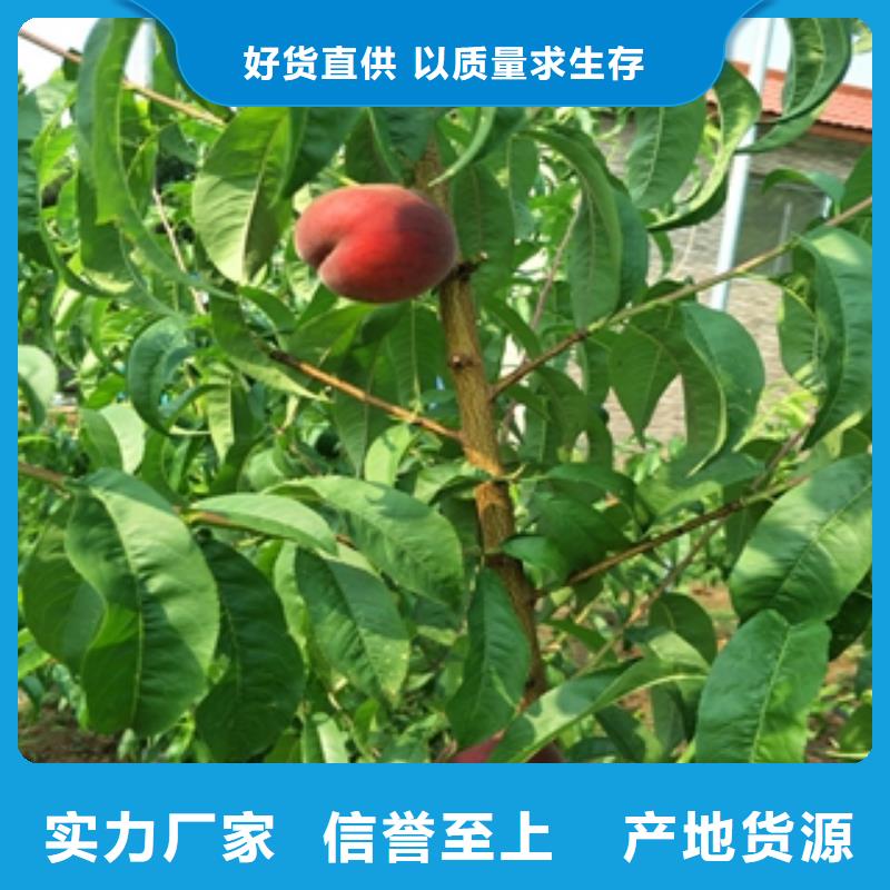 桃树,蓝莓苗选择我们选择放心