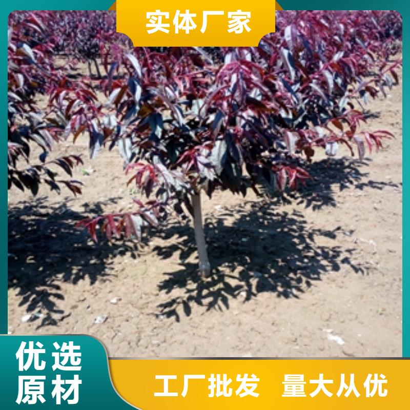 桃树樱桃苗一站式采购商家