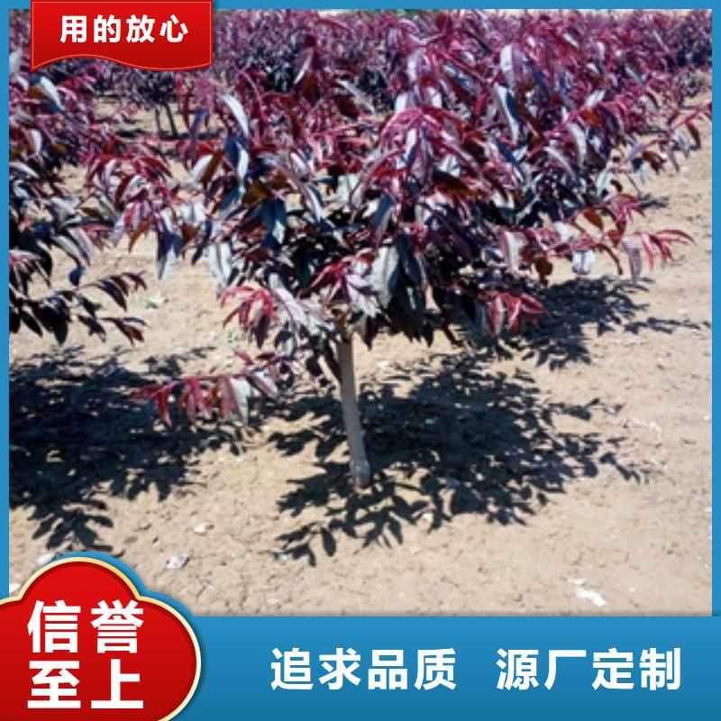 桃树,占地果树不断创新