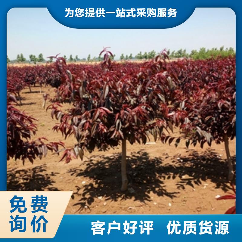 桃树,蓝莓苗选择我们选择放心
