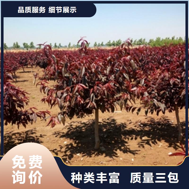 桃树樱桃苗一站式采购商家