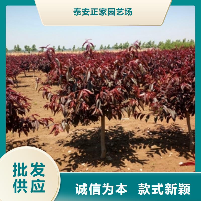 桃树樱桃苗一站式采购商家