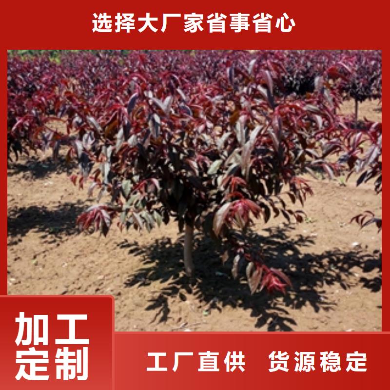 【桃树】,泰山景松造型景松性价比高