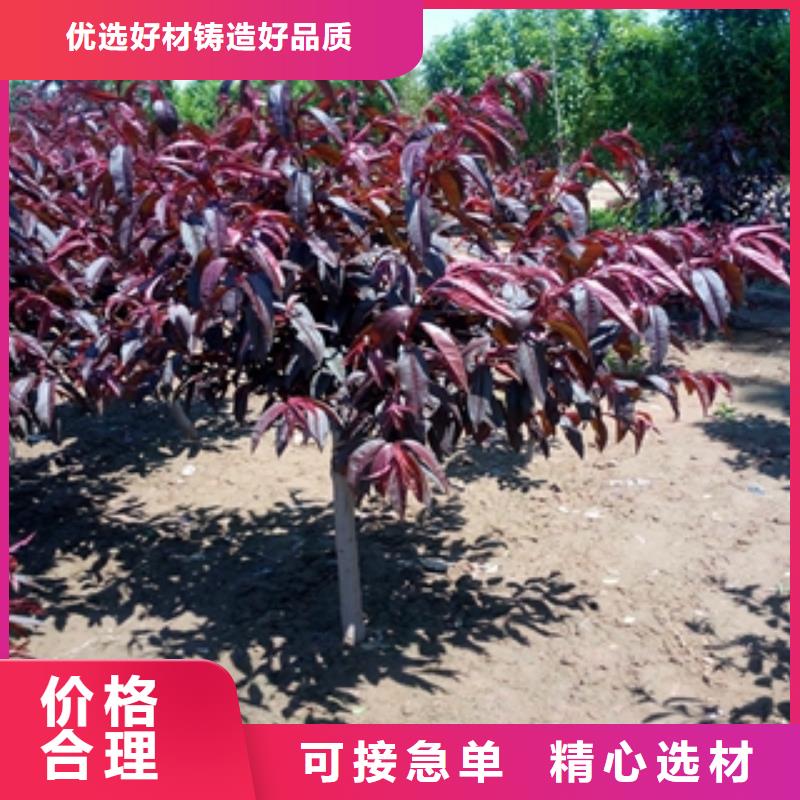 桃树樱桃苗一站式采购商家