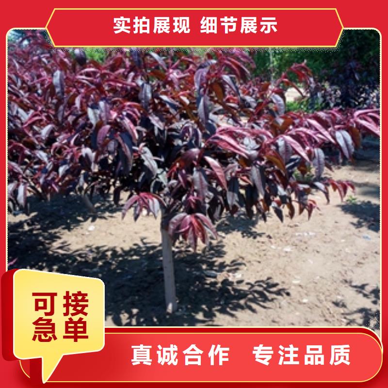 桃树,蓝莓苗选择我们选择放心