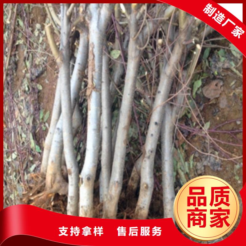 桃树樱桃苗一站式采购商家