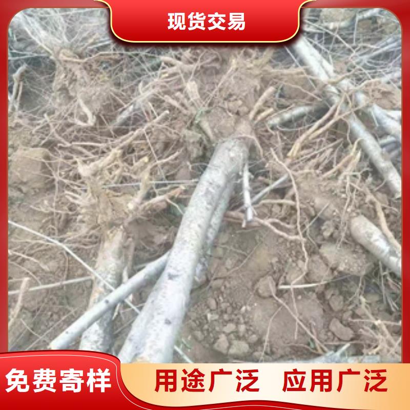 桃树,蓝莓苗选择我们选择放心