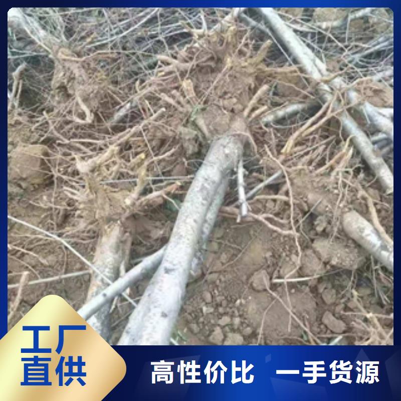 桃树樱桃苗一站式采购商家