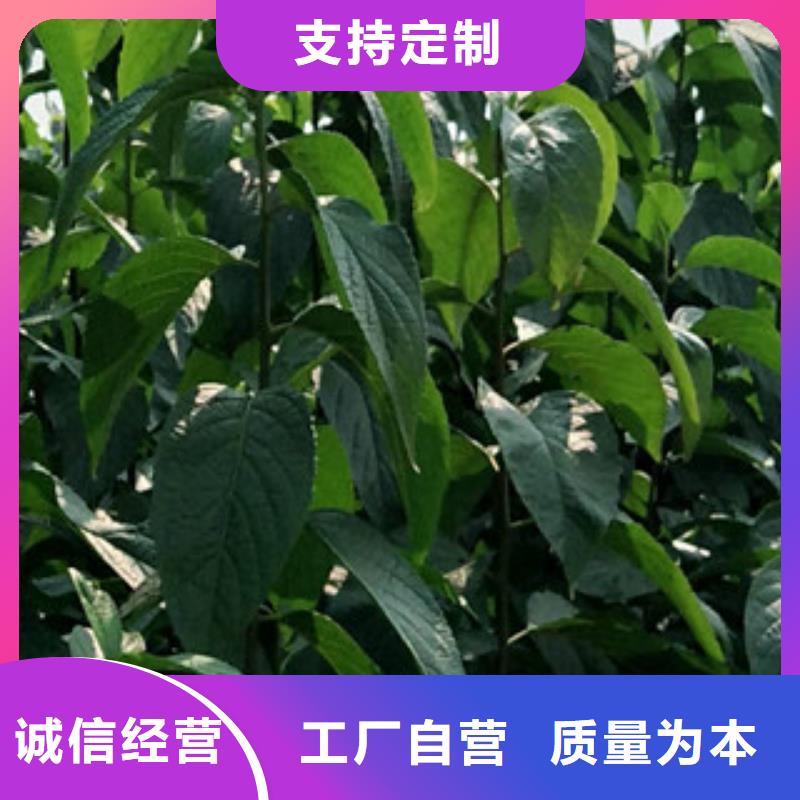 【 杜仲-占地果树工厂直营】 正家园艺场(萍乡市分公司)
