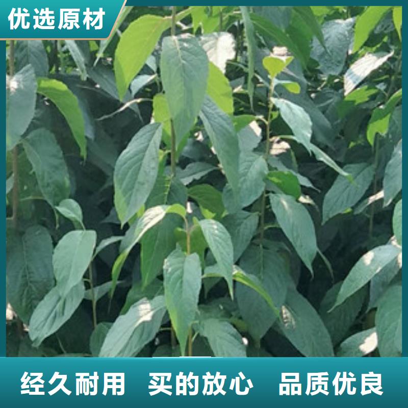 【 杜仲-占地果树工厂直营】 正家园艺场(萍乡市分公司)