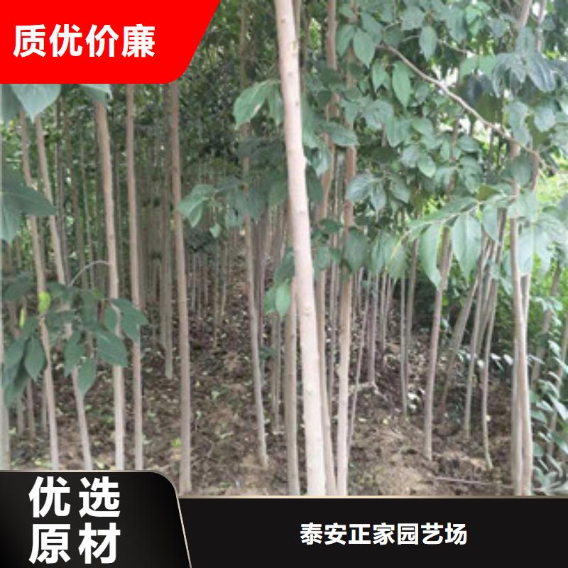 【 杜仲-占地果树工厂直营】 正家园艺场(萍乡市分公司)