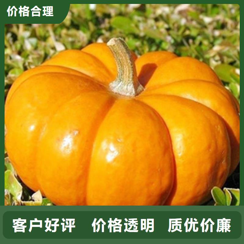 南瓜丁供应商