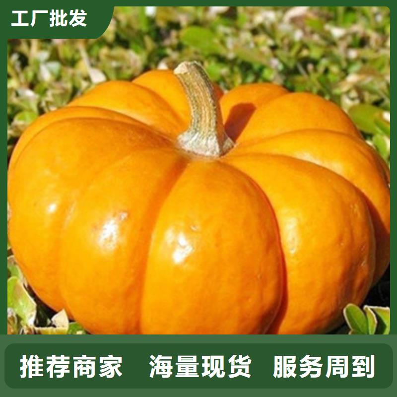 南瓜粒工厂直销