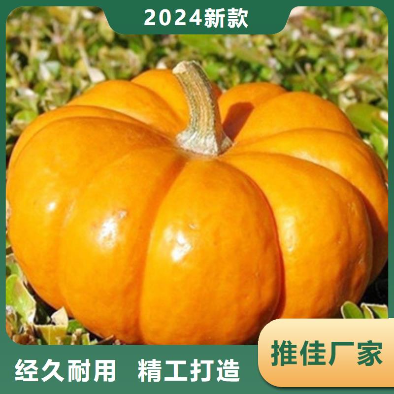 南瓜丁厂家供应