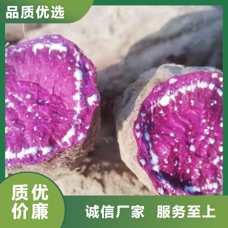 紫薯苗_紫薯雪花片为您精心挑选